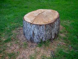 North Valley Stream, NY Tree Care Company