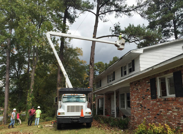 How Our Tree Care Process Works  in  North Valley Stream, NY