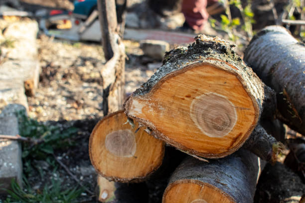 Best Tree Disease Treatment  in North Valley Stream, NY