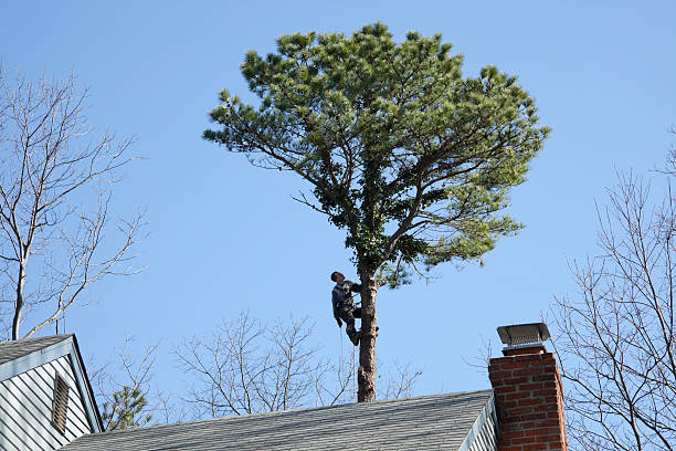  North Valley Stream, NY Tree Care Pros